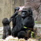 Illustration for article titled Hey, Gimme That, You Big ... Ape